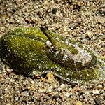 Macroschisma cuspidatum